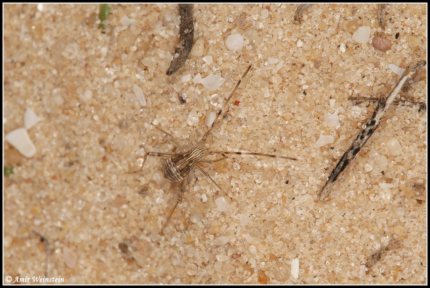 Heteroptera d''Israele - Miridae